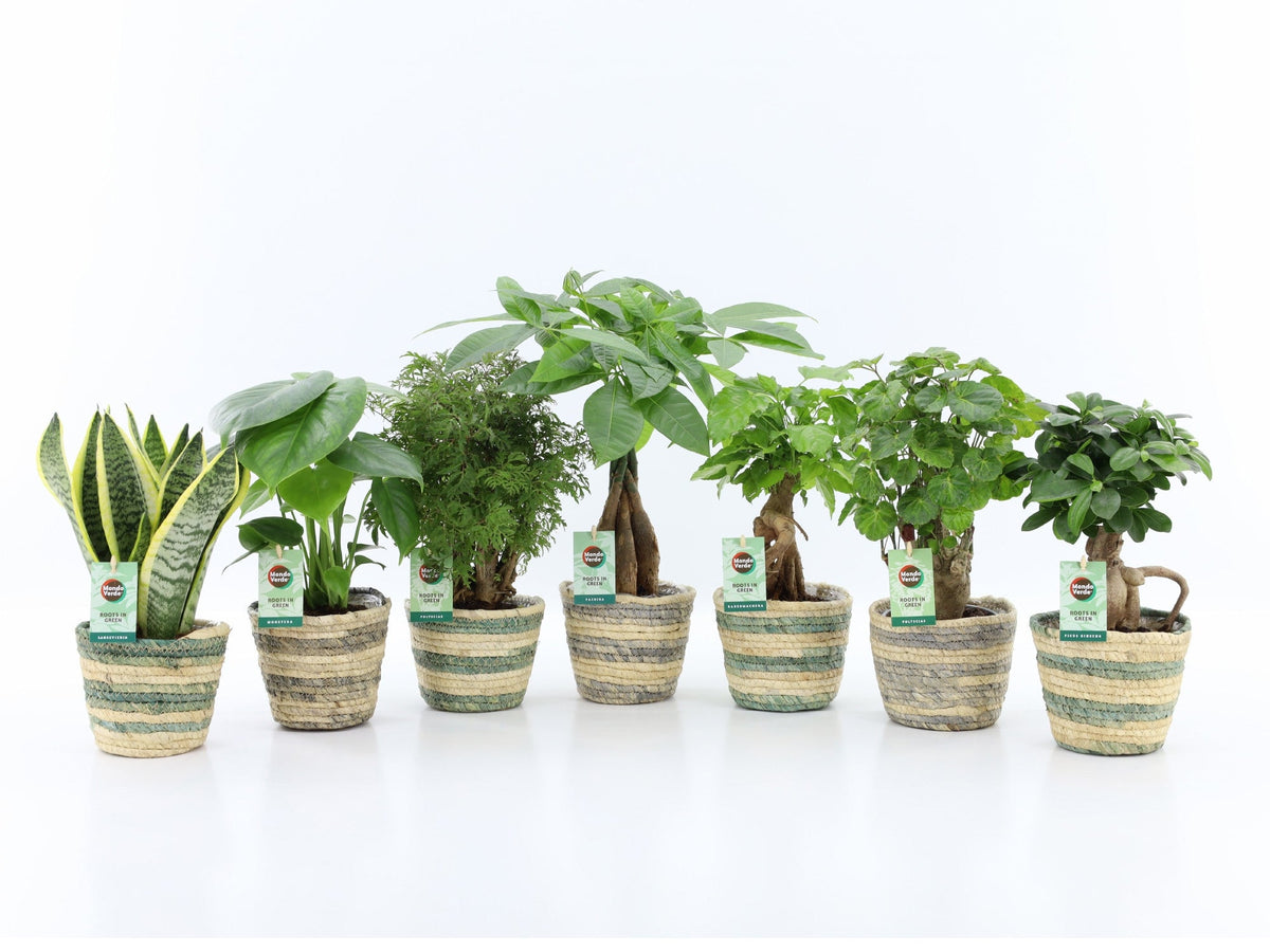 Ov Kamerplanten Gemengd Mand Noah Lines