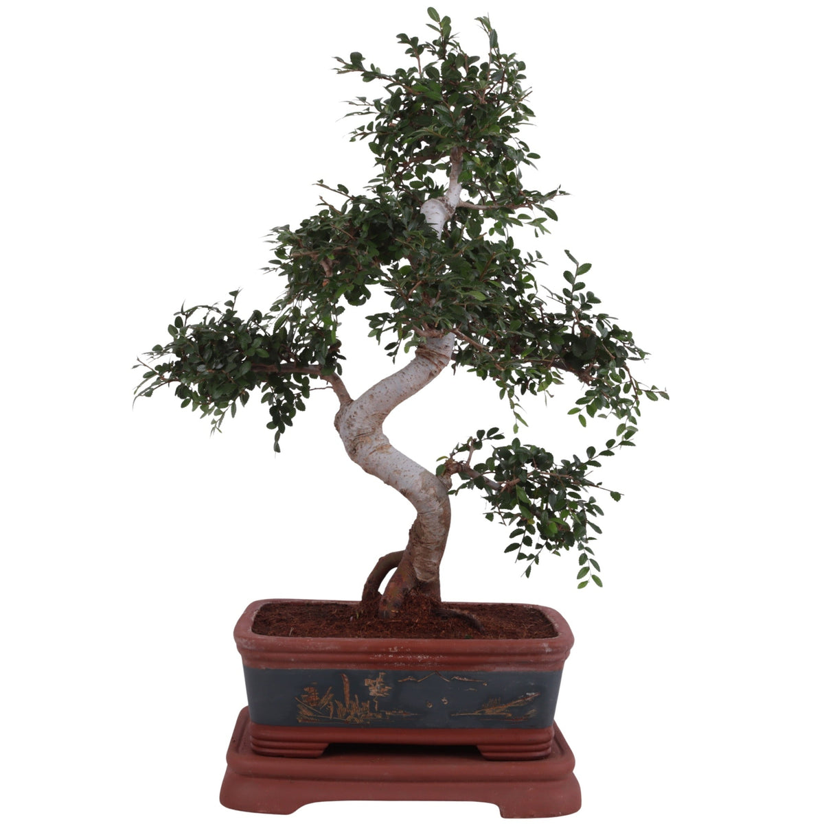 Bonsai (Indoor) Zelkova Keramiek