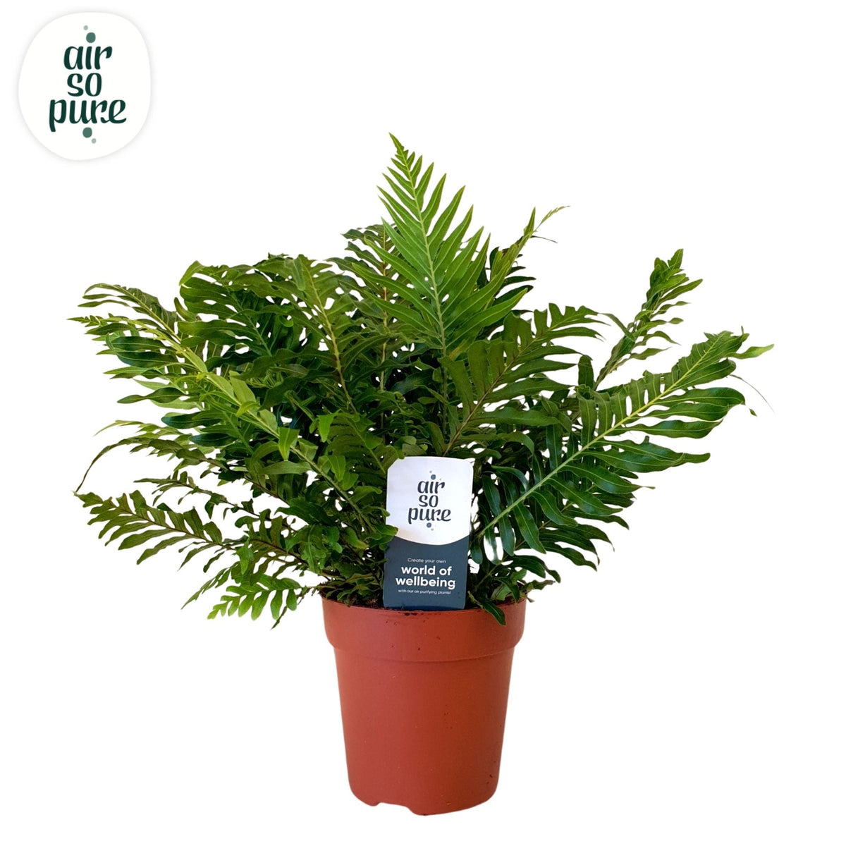 Blechnum Silver Lady
