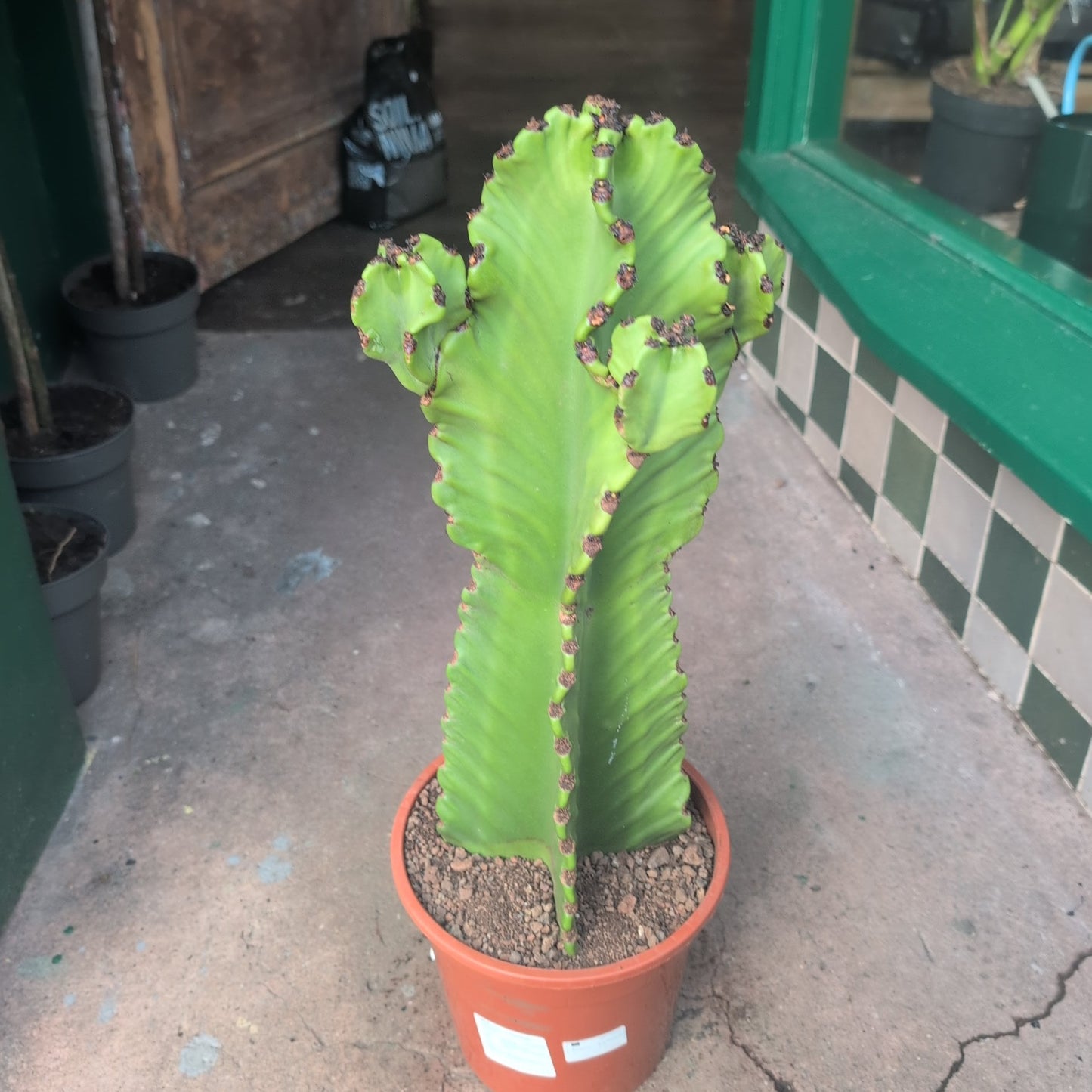 Euphorbia ingens 'Canarias' (Cowboy cactus)