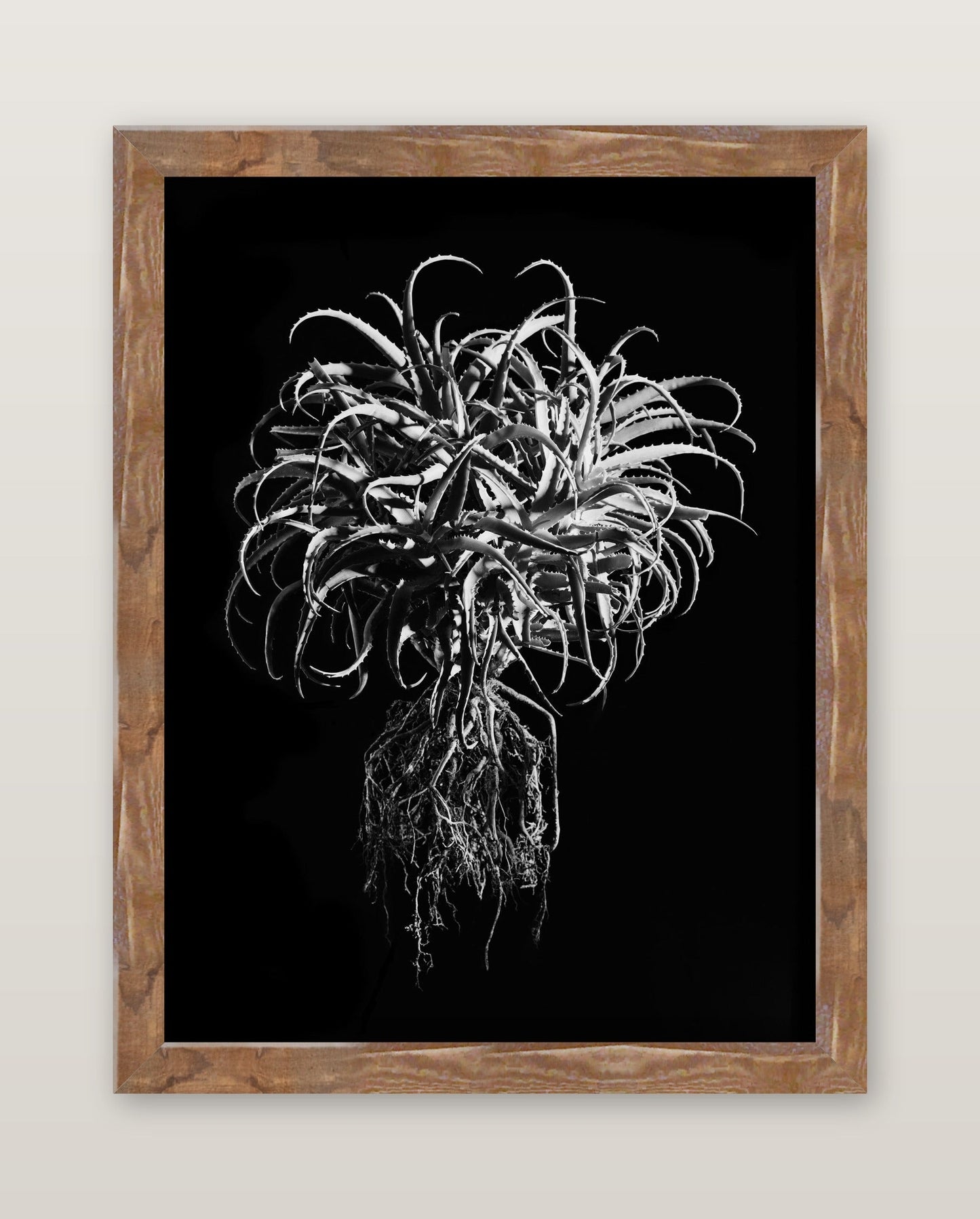 David Ballam - Aloe 11