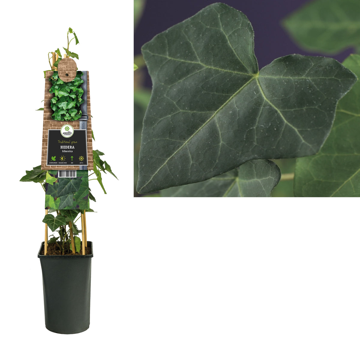 Hedera Hibernica