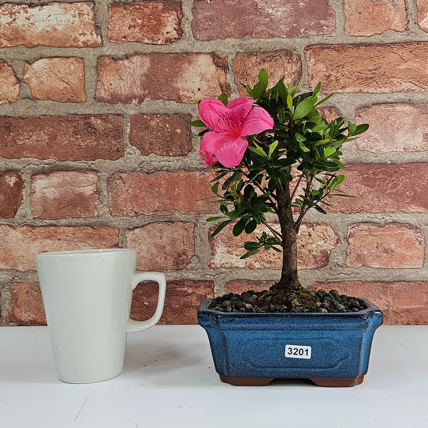 Clearance: Azalea (Rhododendron) Bonsai Tree | Broom | In 15cm Pot