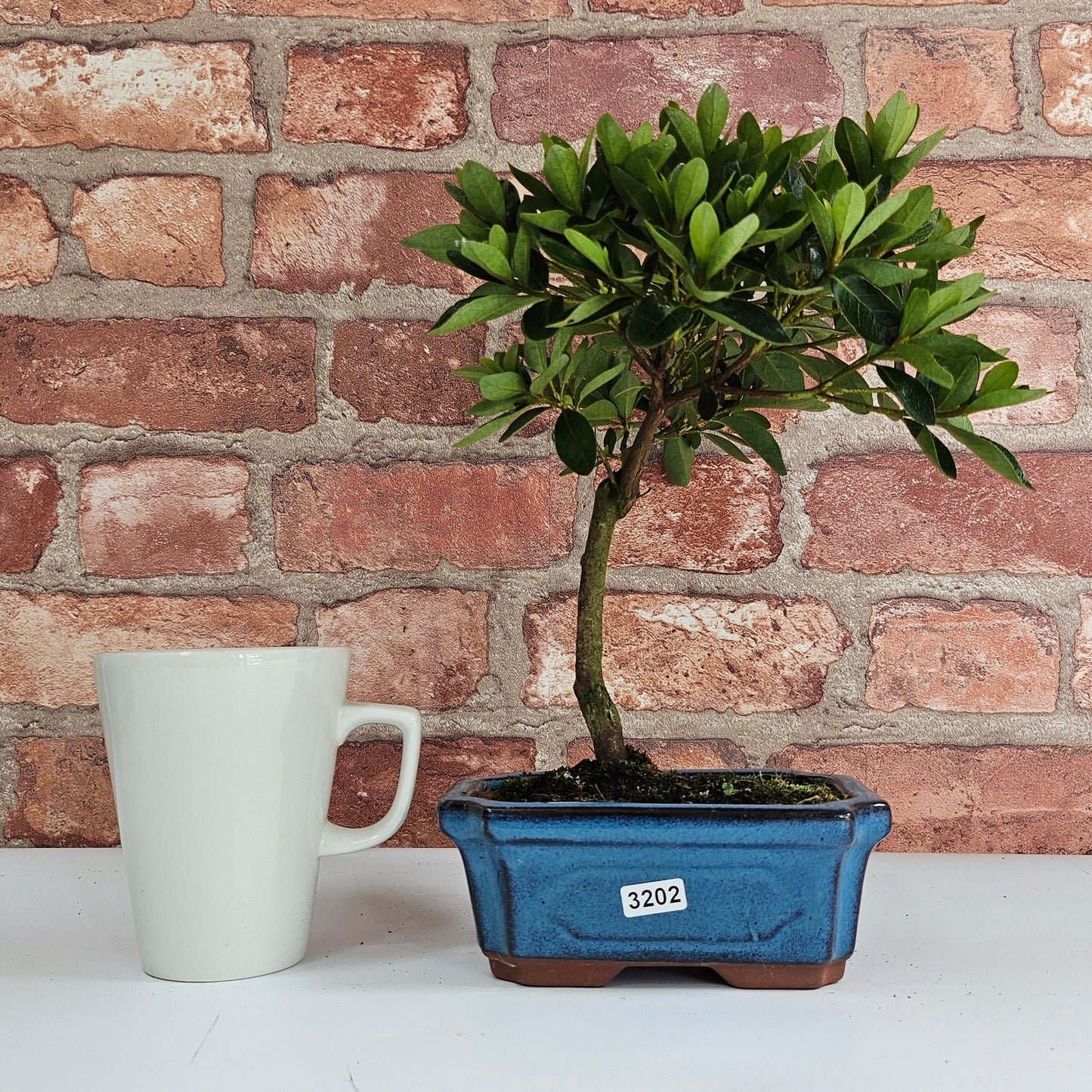 Clearance: Azalea (Rhododendron) Bonsai Tree | Broom | In 15cm Pot