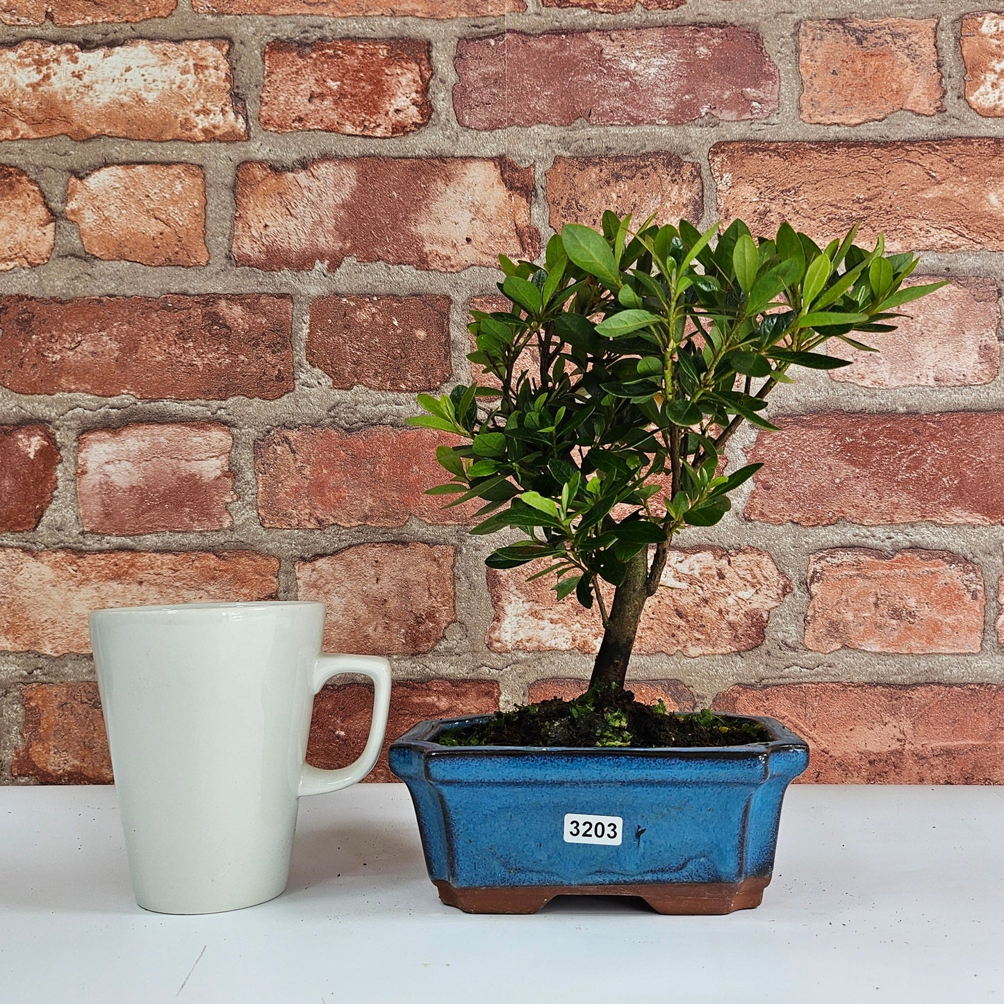 Clearance: Azalea (Rhododendron) Bonsai Tree | Broom | In 15cm Pot