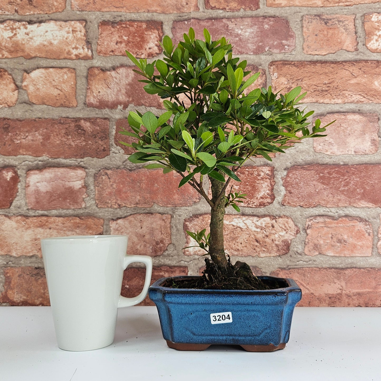 Clearance: Azalea (Rhododendron) Bonsai Tree | Broom | In 15cm Pot