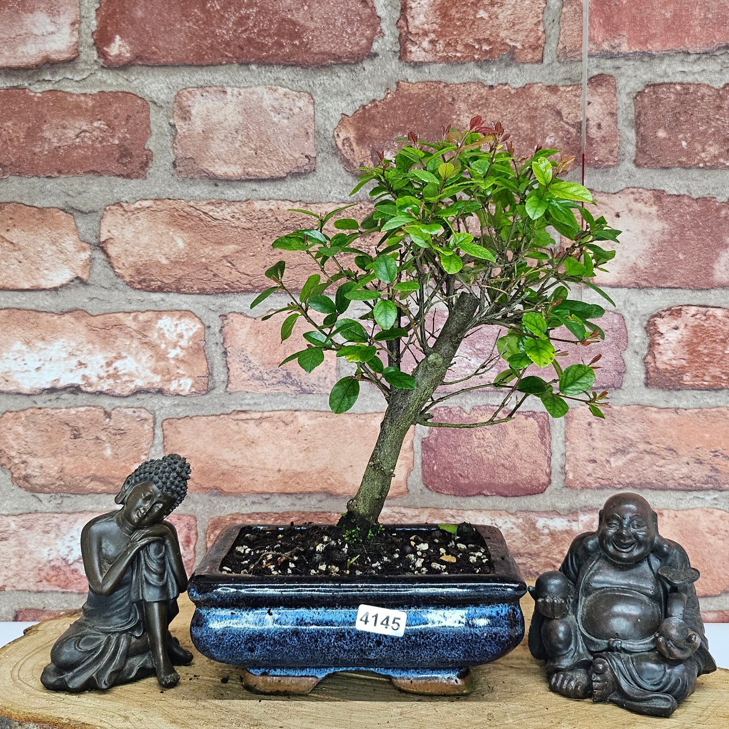 Bird Plum (Sageretia) Bonsai Tree | Broom | In 15cm Pot