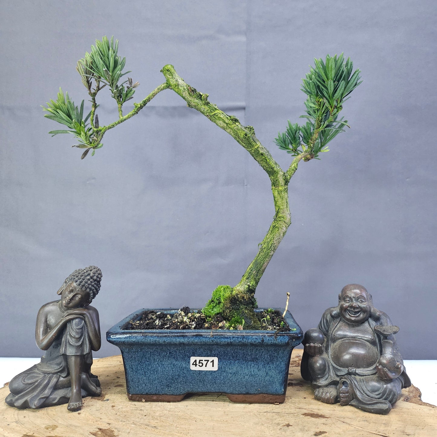 Clearance: Buddhist Pine (Podocarpus Micro) Bonsai Tree | Shaped | In 15cm Pot