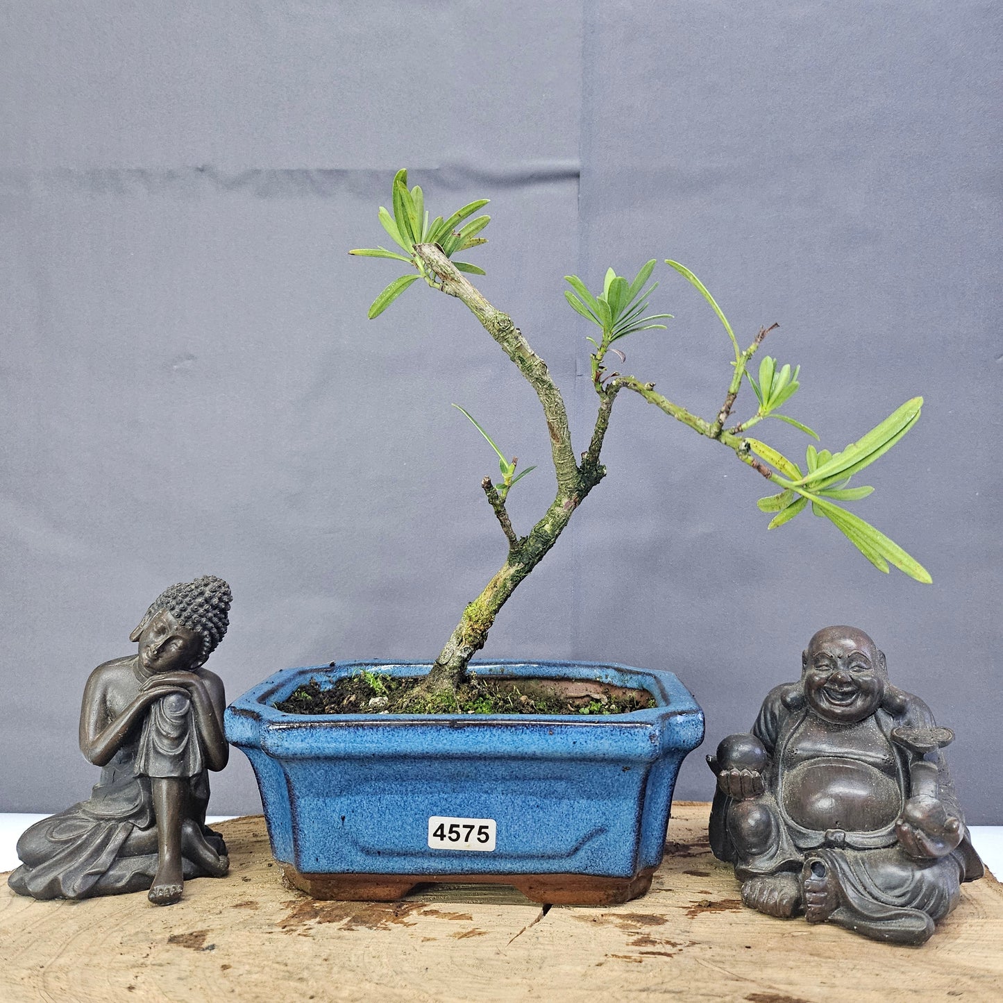 Clearance: Buddhist Pine (Podocarpus Micro) Bonsai Tree | Shaped | In 15cm Pot