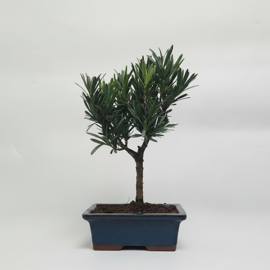 Buddhist Pine (Podocarpus Micro) Bonsai Tree | Broom | In 15cm Pot