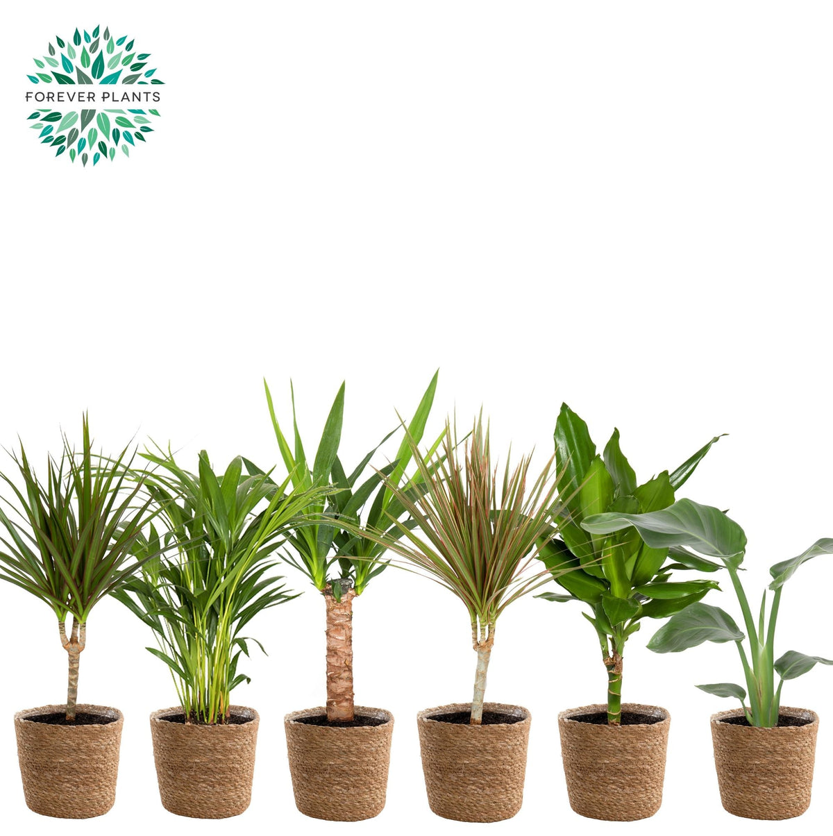 Ov Kamerplanten Gemengd Mand Gaby