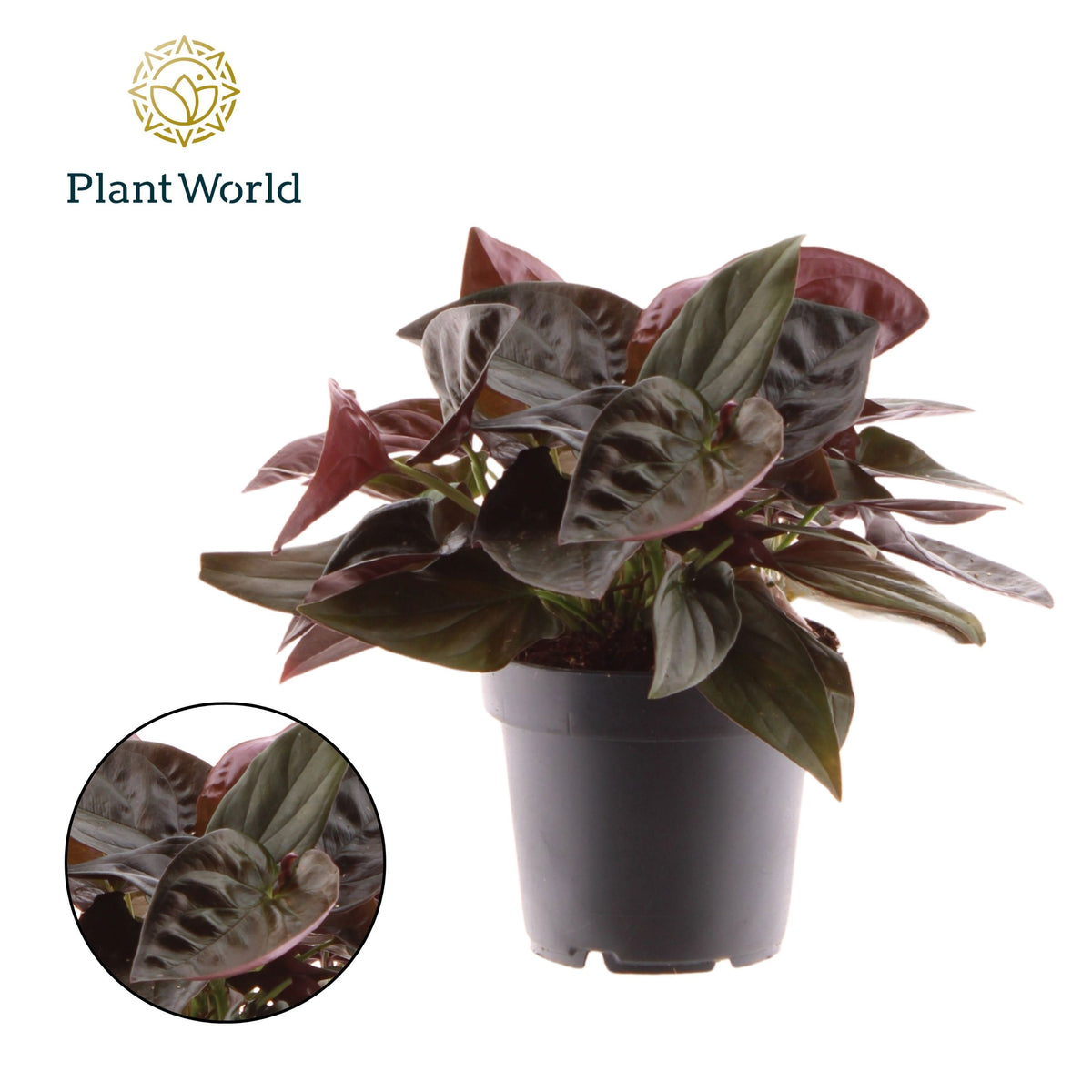 Syngonium Erythrophyllum Red Arrow