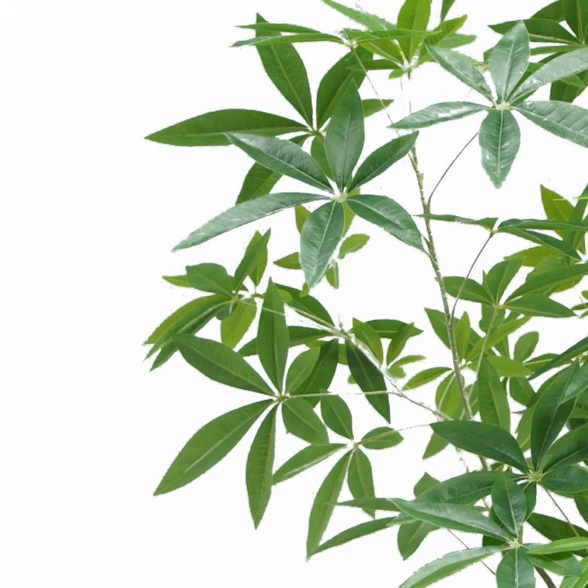 180cm Artificial Money Tree Pachira Realistic Faux Tree