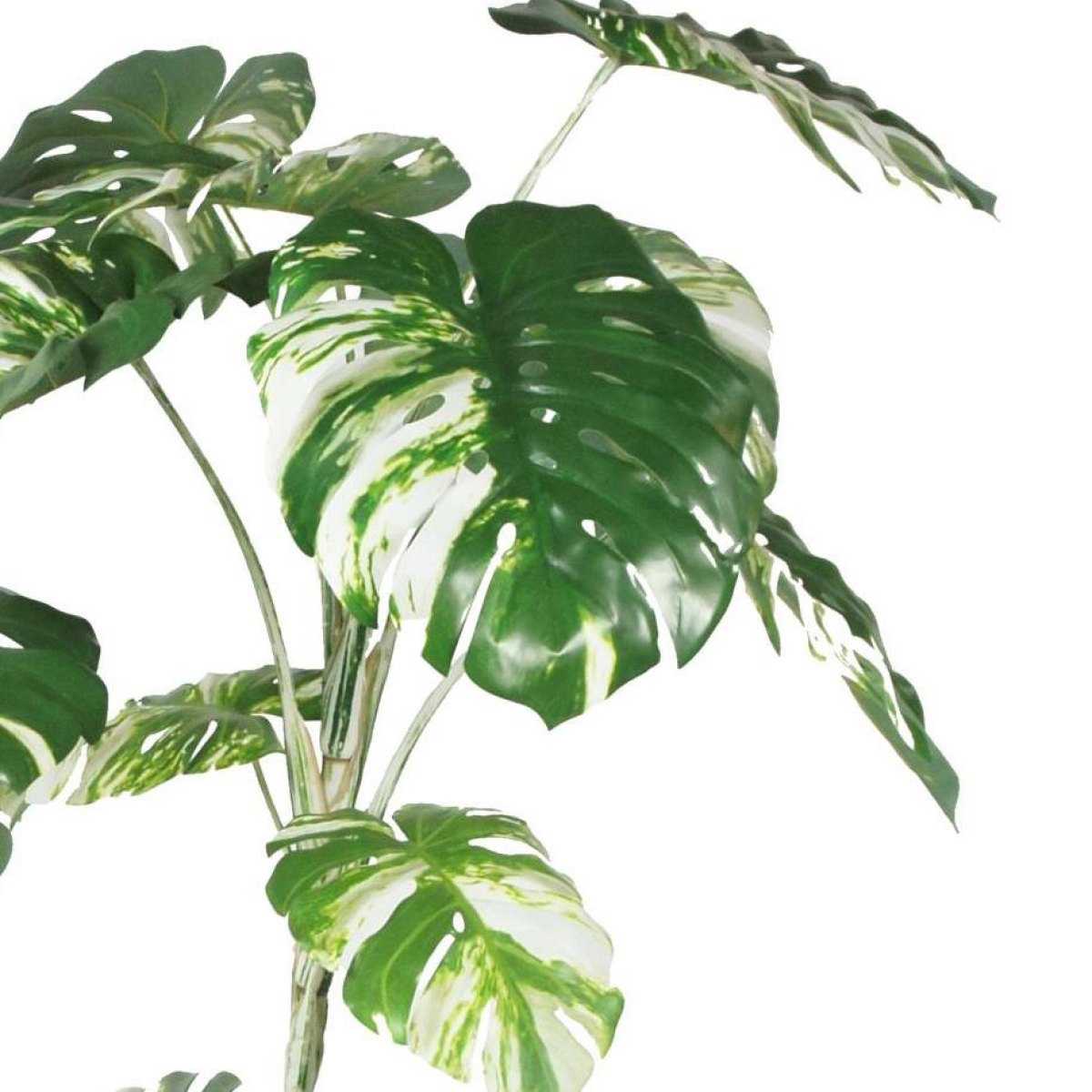 210cm Variegated Monstera Realistic Artificial Tree