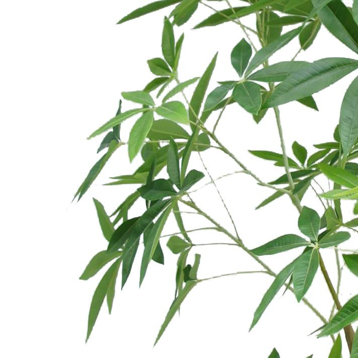 210cm Artificial Money Tree Pachira Realistic Faux Tree