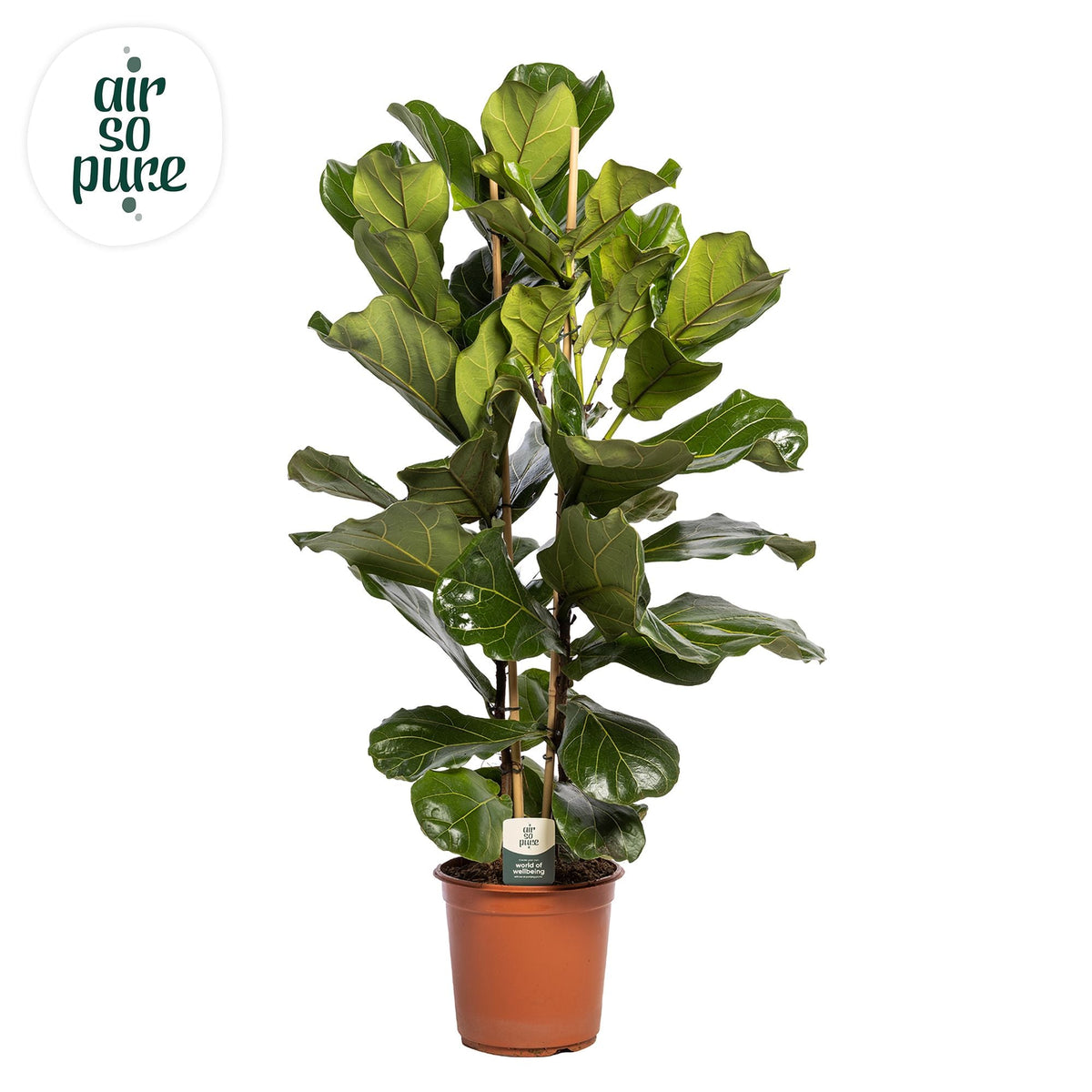 Ficus Lyrata 2pp
