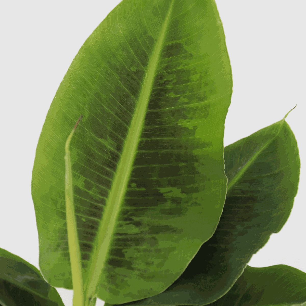 Banana Plant - 2 pcs. - Musa 'Oriental Dwarf' - Height 25-40cm - ⌀12cm