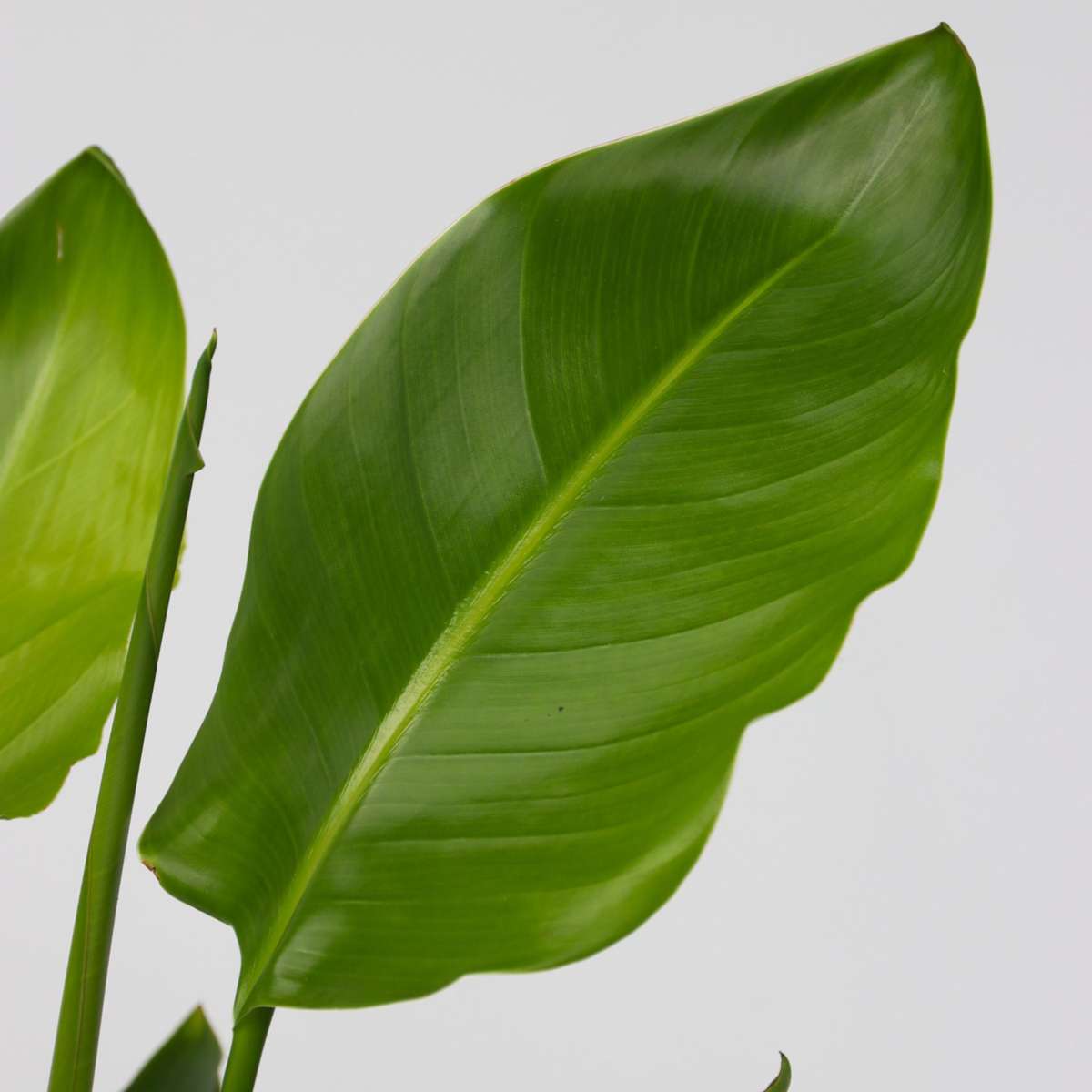 Giant Bird of Paradise - Strelitzia nicolai - Height 55-70cm - ⌀17cm