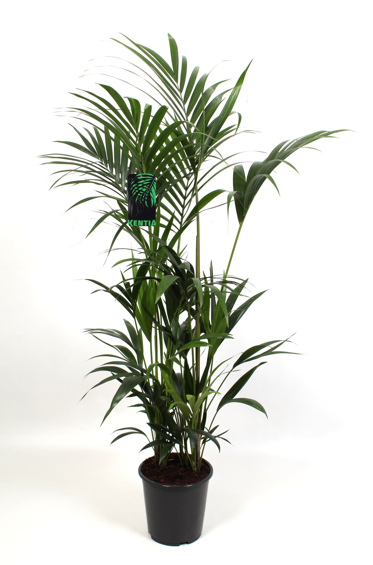 Howea Forsteriana 10pp