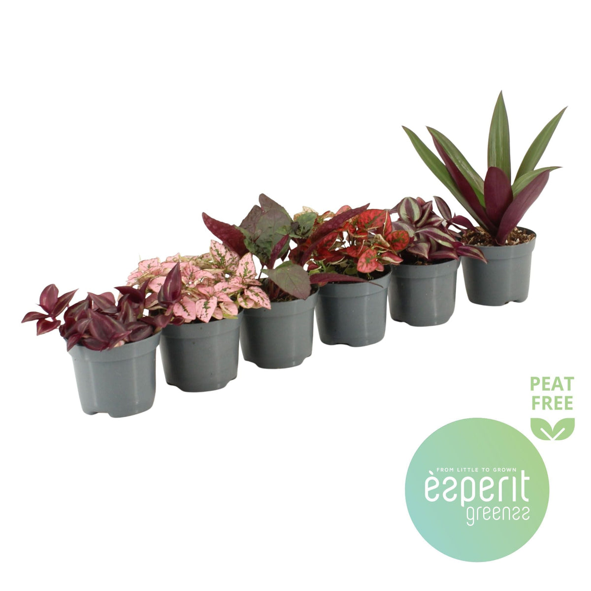 Ov Kamerplanten Gemengd Pink & Purple
