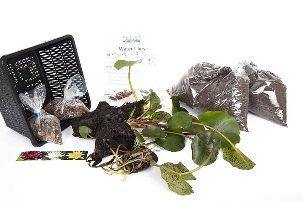 Albatross water lily - pond plants - MW01