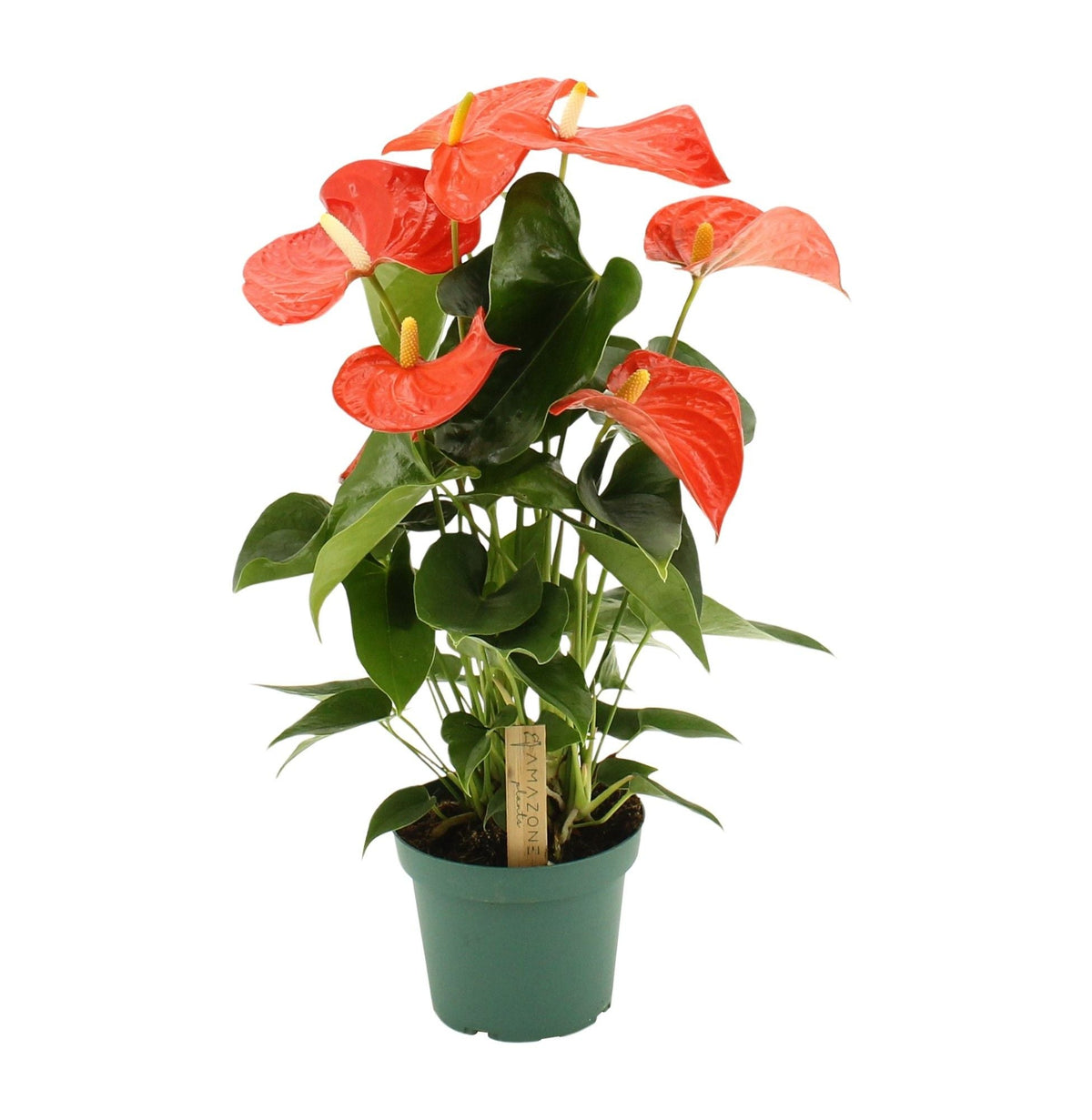 Anthurium An Florida