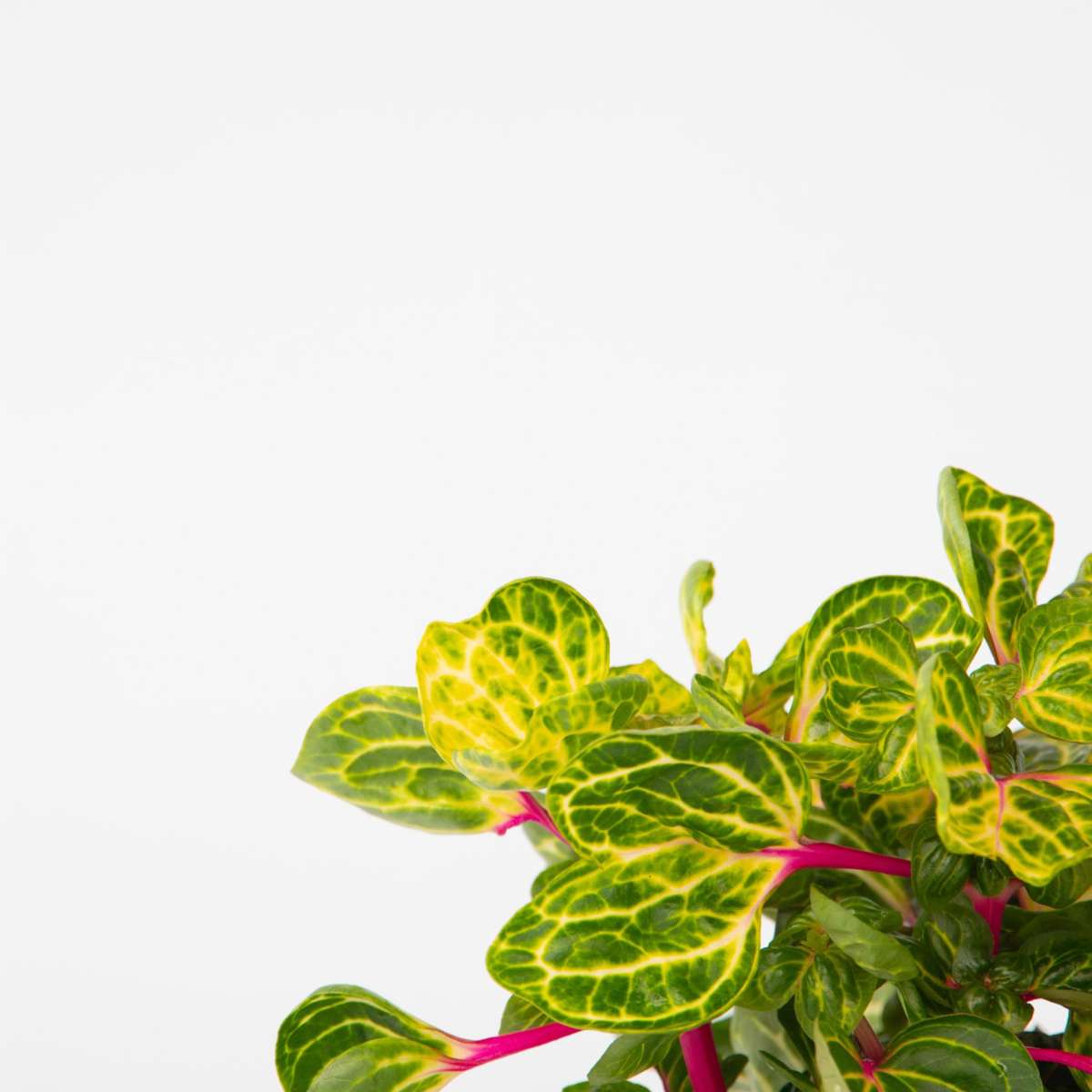 Bloodleaf plant - 2 pcs. - Iresine herbstii - Height 20-30cm - ⌀13cm