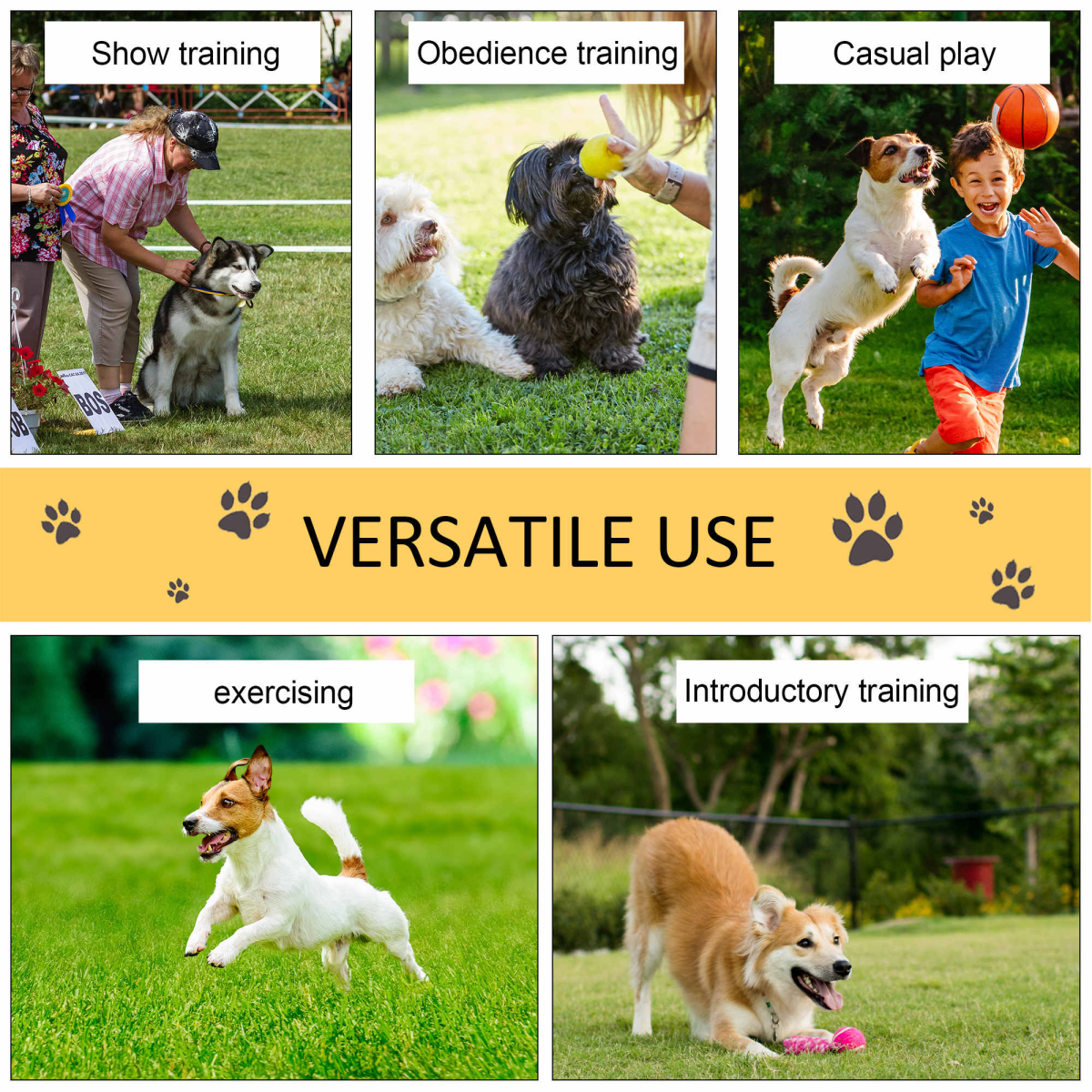 Dog Agility Training Equipment