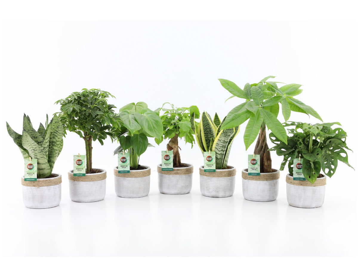 Ov Kamerplanten Gemengd Keramiek Sturdy