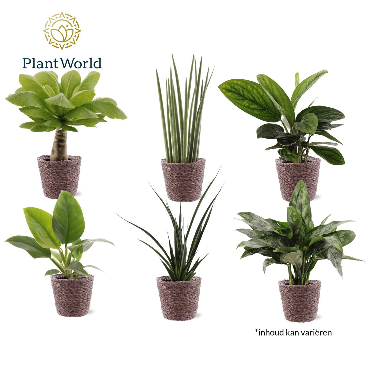 Ov Kamerplanten Gemengd Miami Mand Trendy