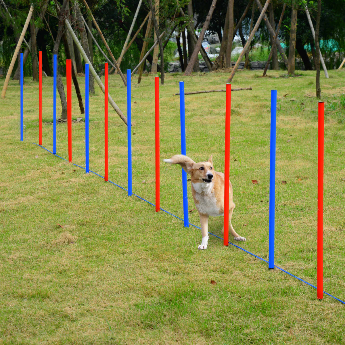 Dog Agility Training Equipment
