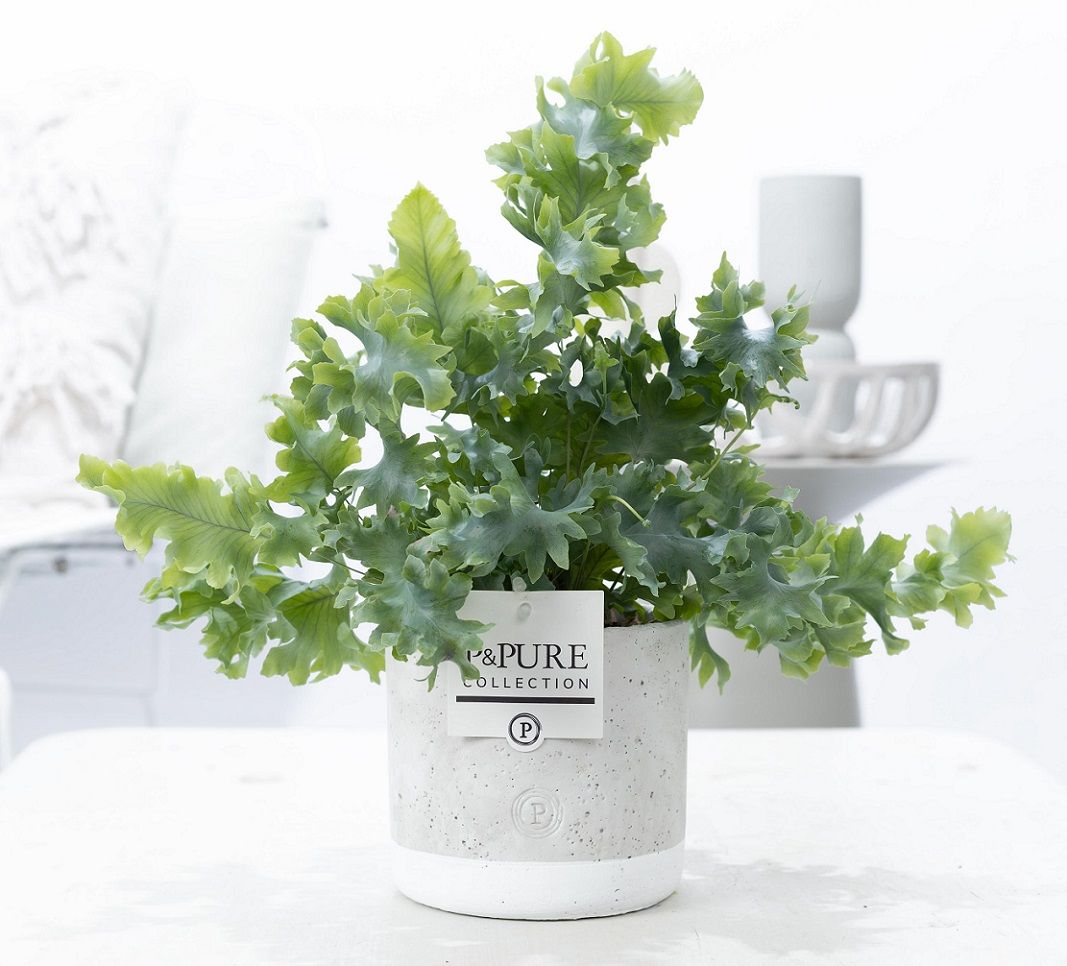 Phlebodium Davana Keramiek Jade