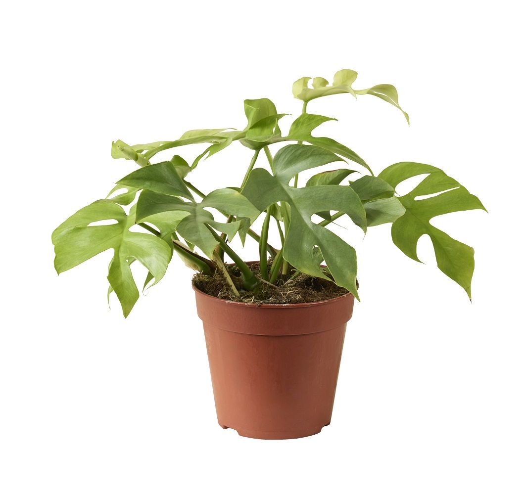 Monstera Minima