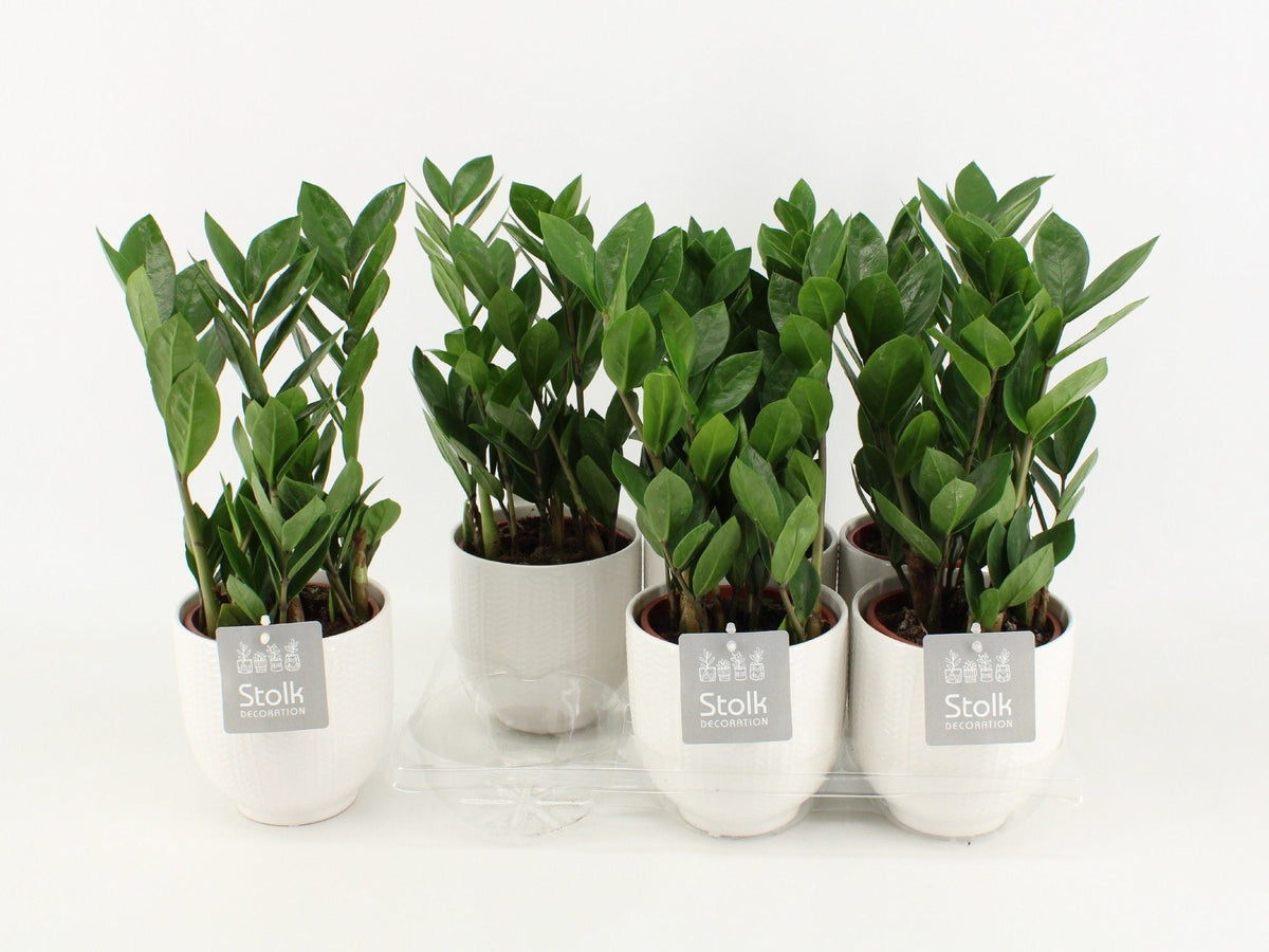 Zamioculcas Zamiifolia Keramiek Liv