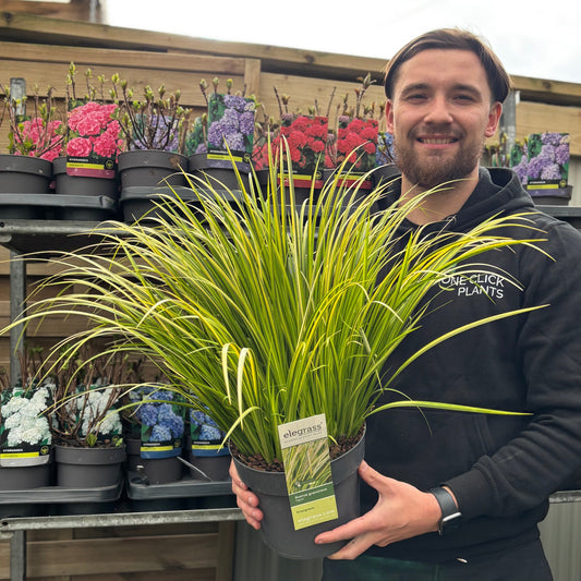 Acorus gramineus 'Ogon' 3L