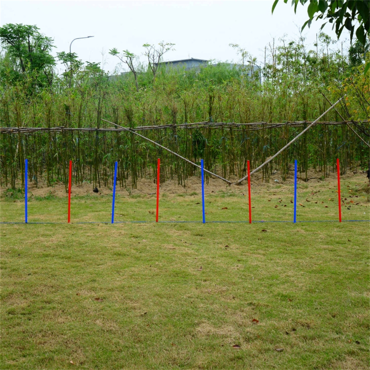 Dog Agility Training Equipment