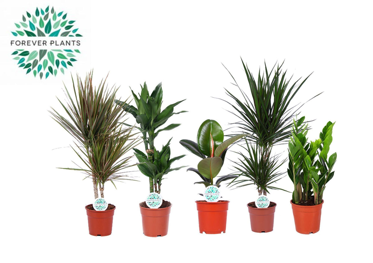 Ov Kamerplanten Gemengd Miquel