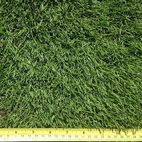 HM All American Dark Green Lawn Grass Seed Mix