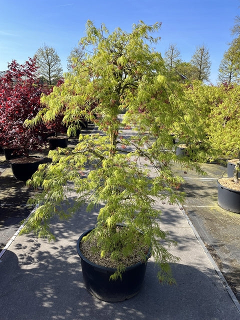 Acer palmatum Dissectum 65L 180cm