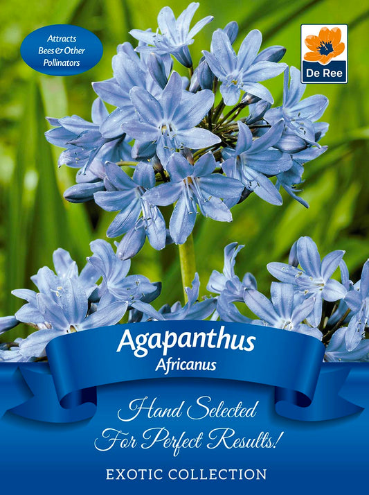 Agapanthus 'Africanus' | Exotic Collection | 1 Bulb