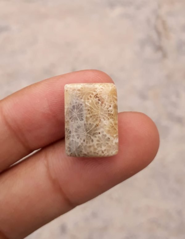 Natural Chrysanthemum Gemstone aka Agatized Coral- 15x18mm