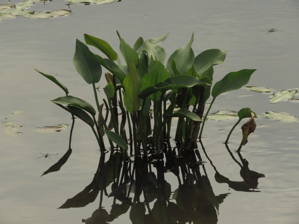 Alisma plantago aquatica (Water plantain) - Marginal Pond Plants - MP008