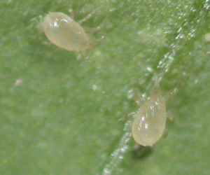 Slow release sachets for Red Spider Mite (Amblyseius Andersoni)