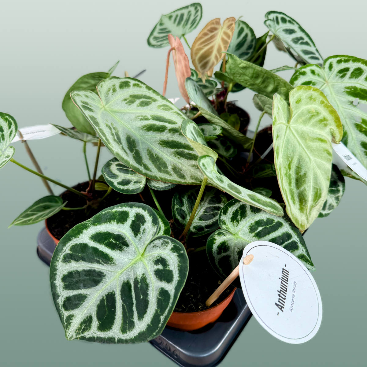 Anthurium Silver Blush