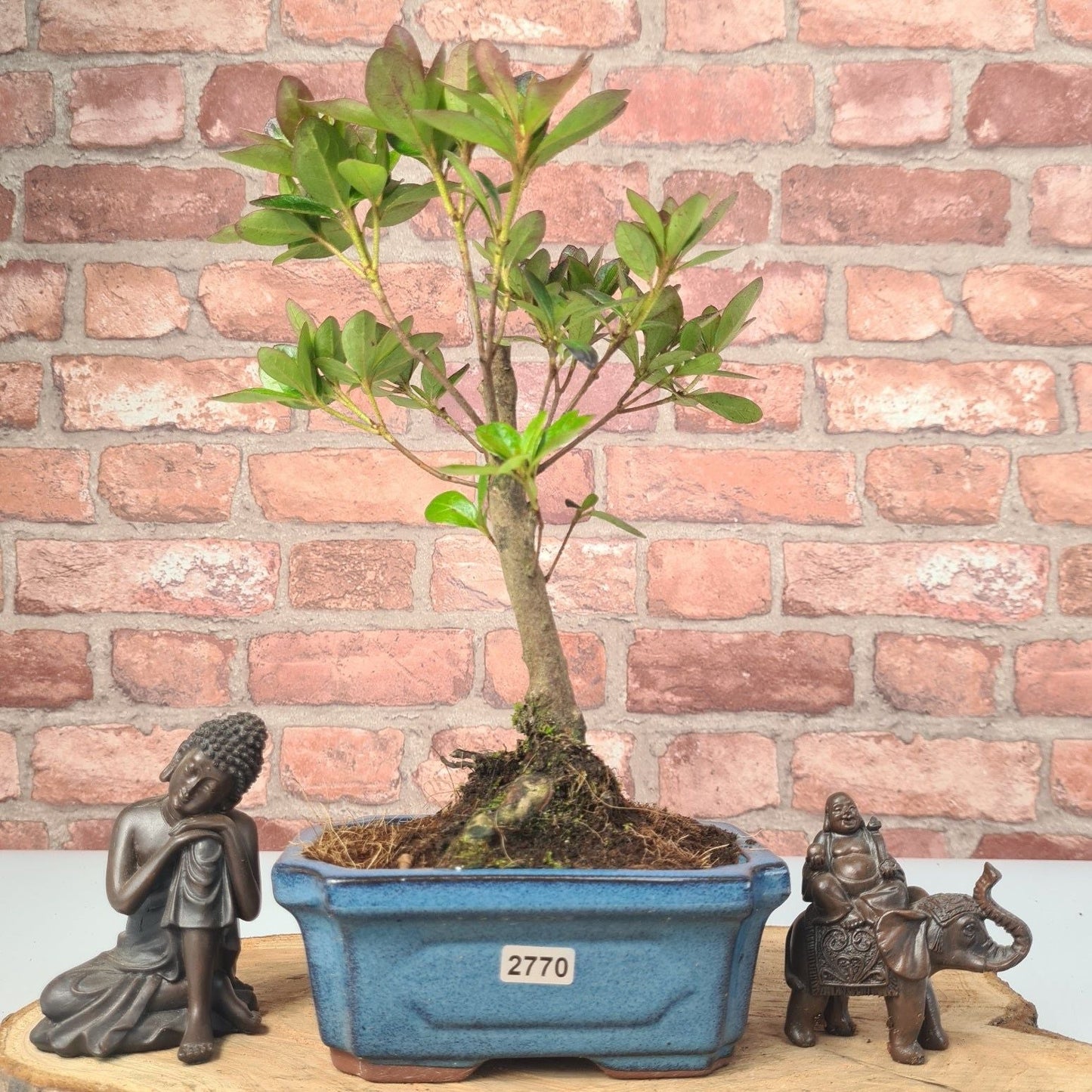 Clearance: Azalea (Rhododendron) Bonsai Tree | Broom | In 15cm Pot
