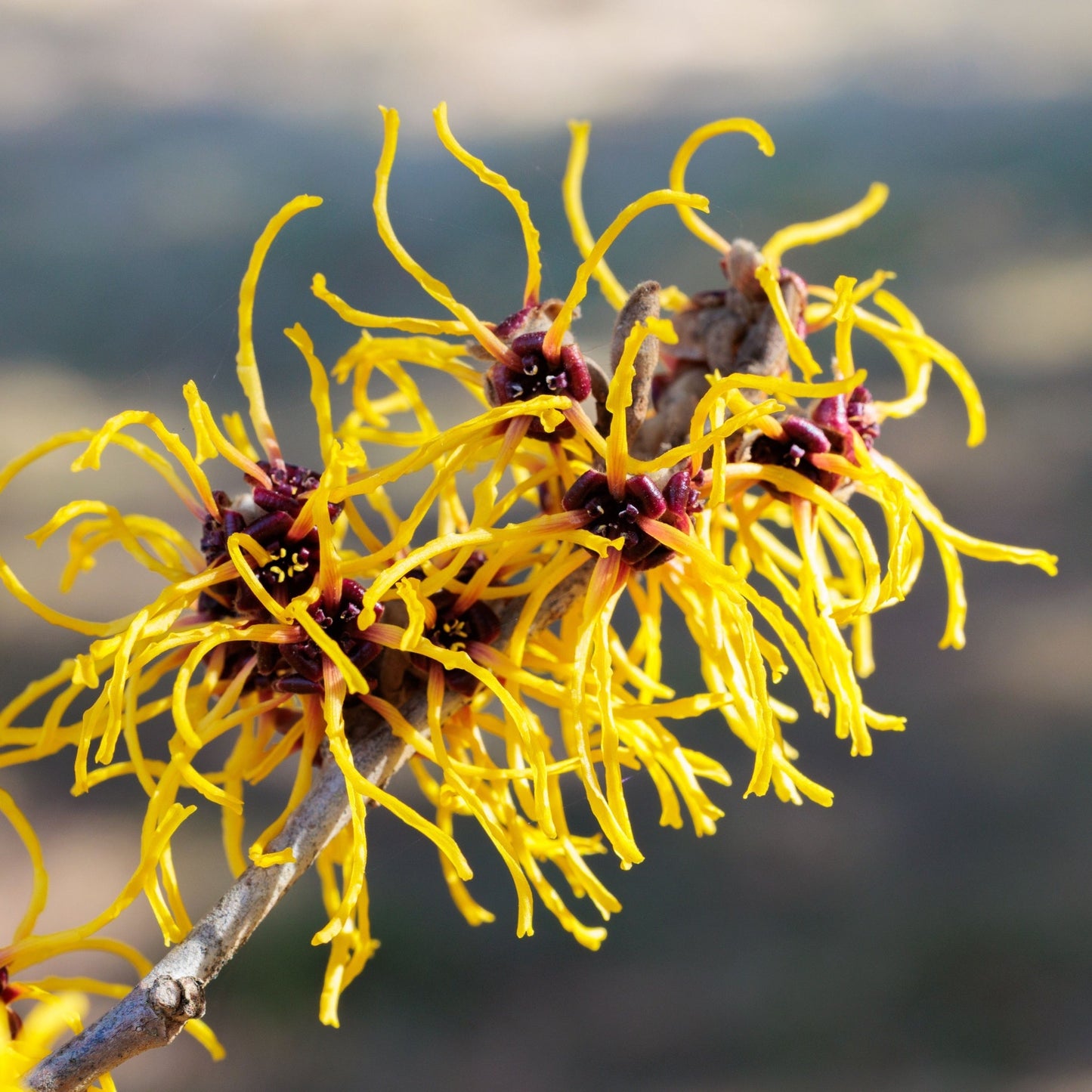 Hamamelis x intermedia 'Barmstedt Gold' 2L (40-50cm)