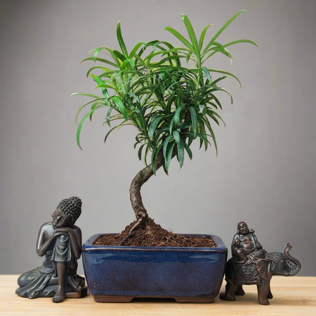 Buddhist Pine (Podocarpus Micro) Bonsai Tree | Shaped | In 15cm Pot