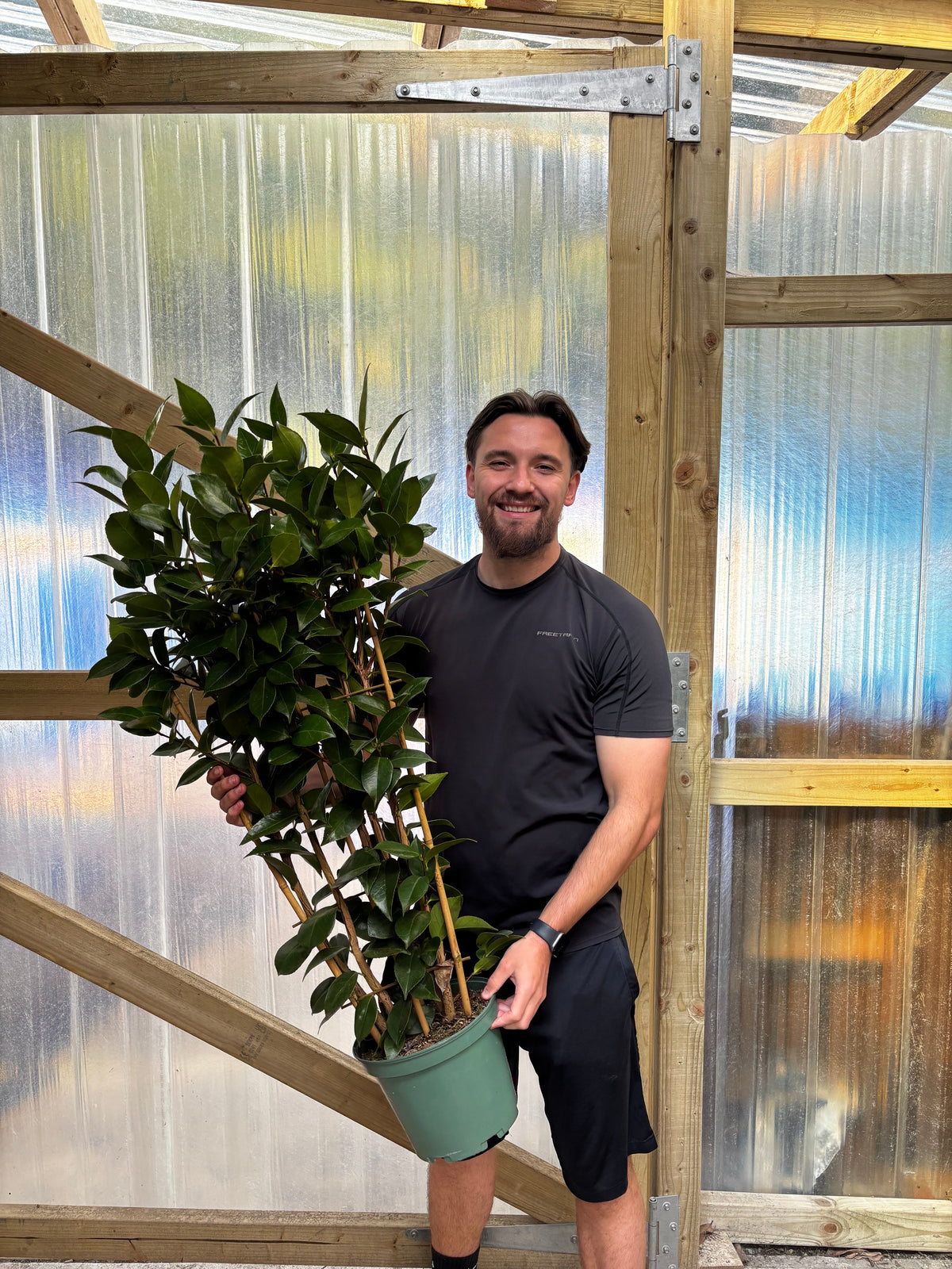 Camellia on frame 'Rosa' 5L (100cm)