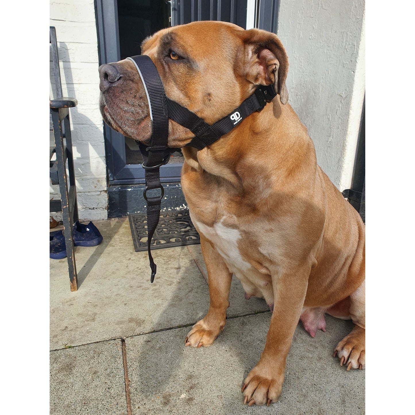 2.5cm Head Collars