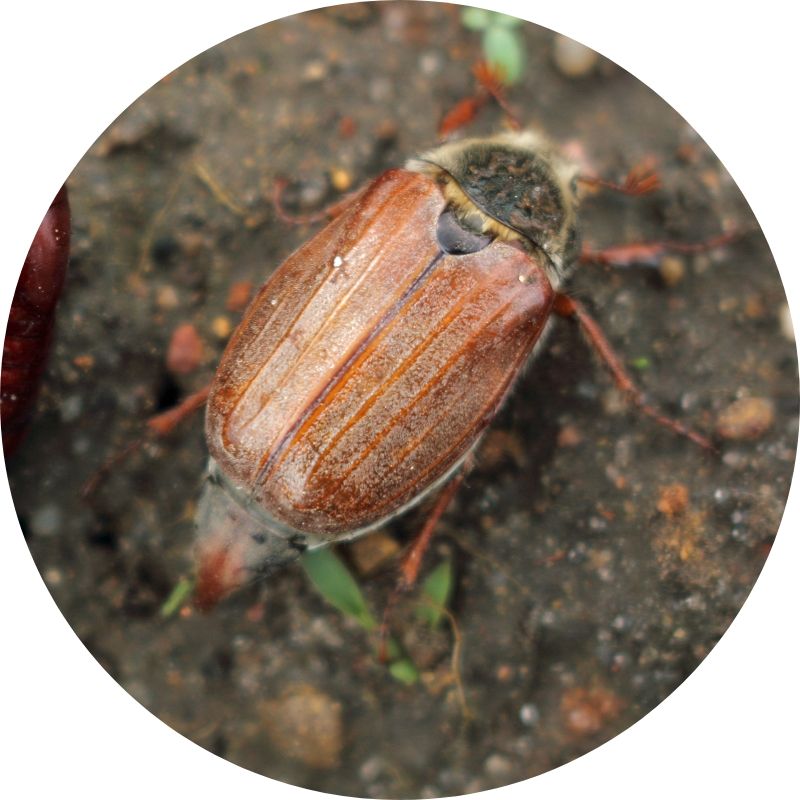 Nematodes for Chafer Bug